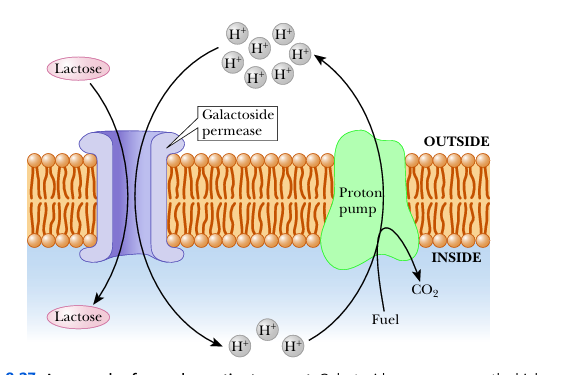 <p>secondary active transport</p>
