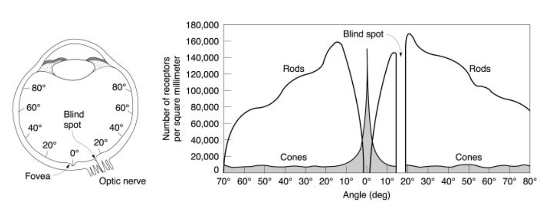 <ul><li><p>rods - light sensitive (not color), found in periphery of retina, low activation threshold</p></li><li><p>cones - color sensitive, found mostly in fovea (center of retina)</p></li></ul><p></p>