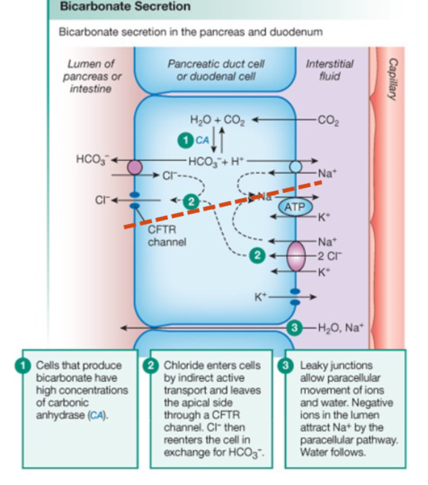 <p>Bicarbonate secretion mechanism</p>