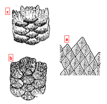 <p>Label A are ______ scales, B are ______ scales, and C are ______ scales. The scales originated from the _______.</p>
