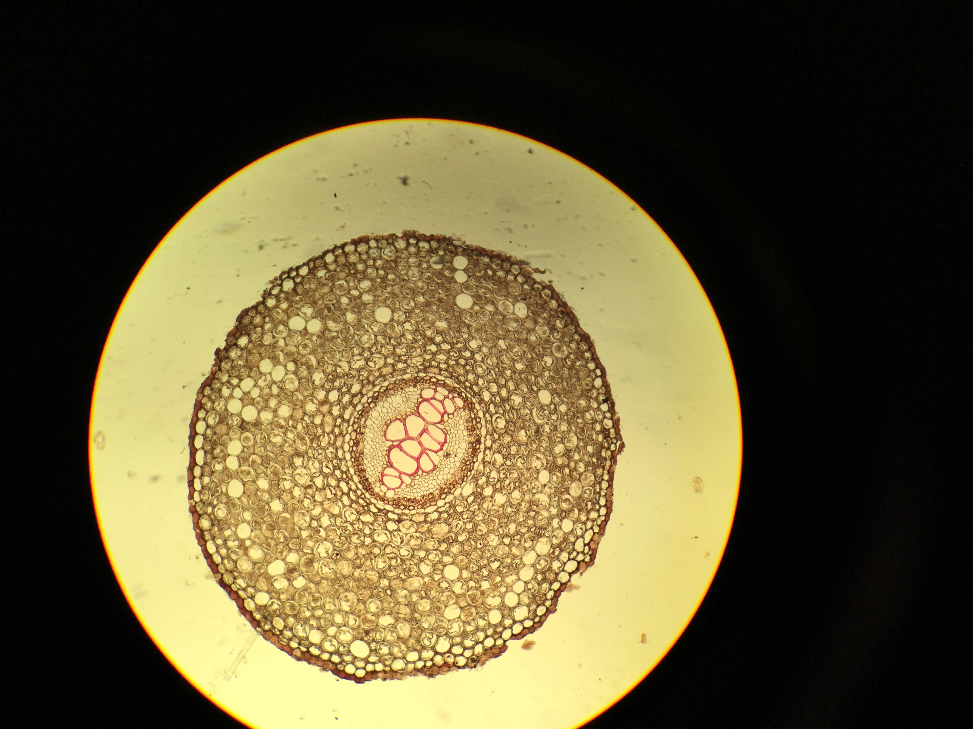 <p>What was the vascular type tissue found in the gametophyte of Bryidae</p>