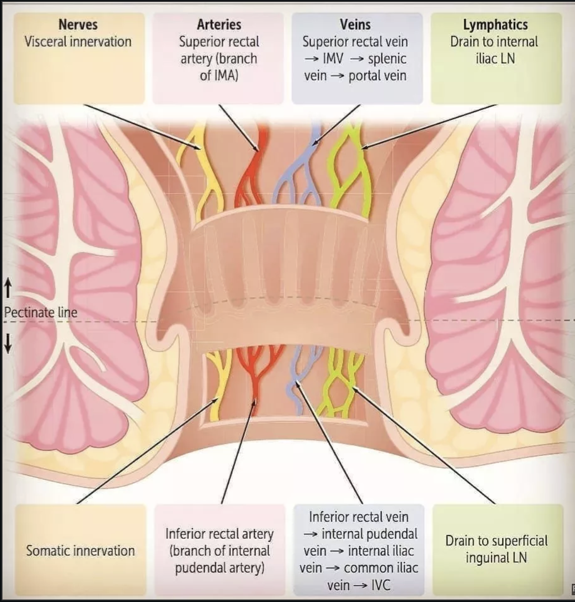 <p>Innervation and vascularisation of the rectum superior to the pectinate line will be deeper and more visceral, whereas inferior to it will be more superficial (which is more keenly felt).</p><ul><li><p>Hemorrhoids inferior to the line are more painful.</p></li></ul><p></p>
