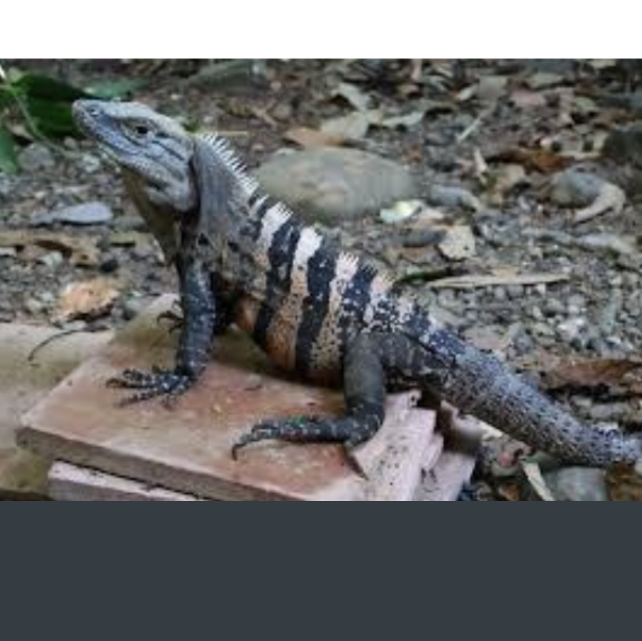 <p>name this animal</p>