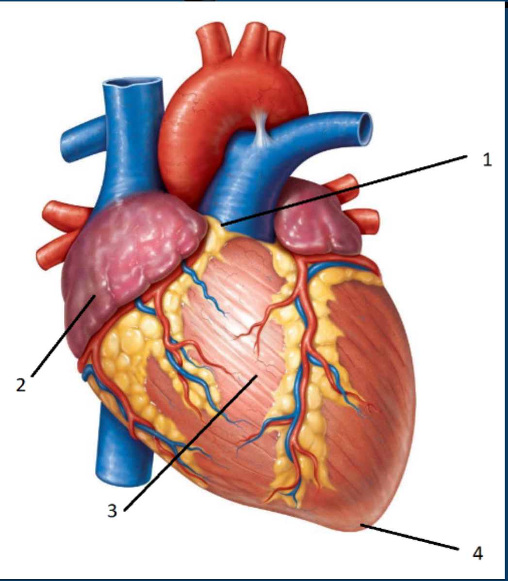 <p><span>Where is the pulmonary artery located?</span></p>