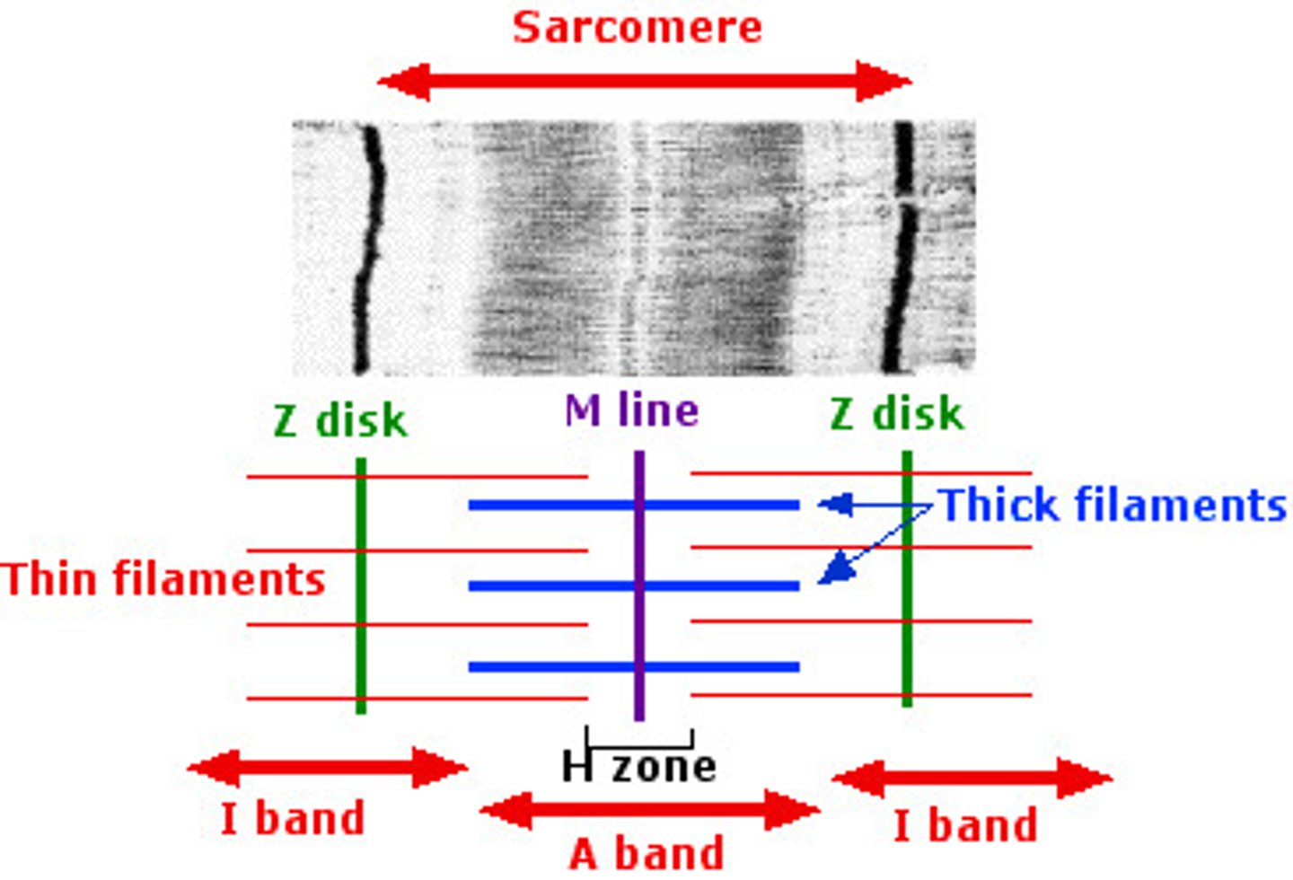 <p>The contractile units formed by the thick and thin filaments of the myofibril</p>