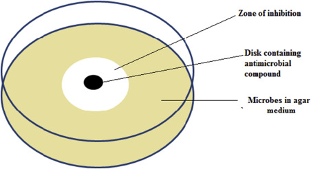 <p>Measure and compare the zone of inhibition (ZOI) formed around each agent</p>