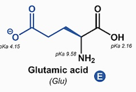 <p>Glutamic acid, Glutamate (Glu, E)</p>