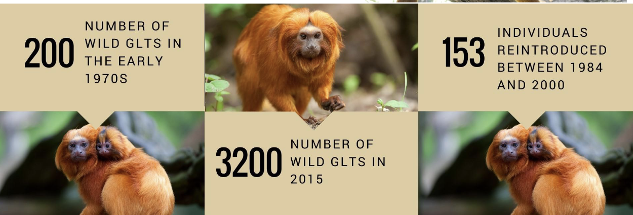 <ul><li><p>Example:</p><ul><li><p>Golden lion tamarin (Leontopithecus rosalia)</p></li></ul></li><li><p>Focus:</p><ul><li><p>Genetic management</p></li><li><p>Reintroduction to the wild</p></li></ul></li><li><p>Key point:</p><ul><li><p>Zoo research directly supports conservation</p></li></ul></li></ul><p></p>