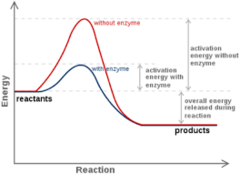 <p>what happens to the activation energy with an enzyme?</p>