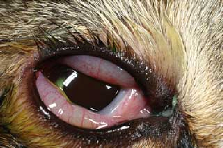<p>Chlamydiosis Treatment</p>
