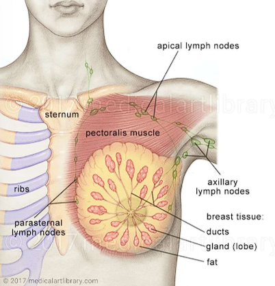 <ul><li><p><span style="color: red;">Medial breast tissue</span></p></li><li><p>Deep behind sternum</p></li><li><p>harder to palpate which is why medial tumors=silent </p></li></ul><p></p>