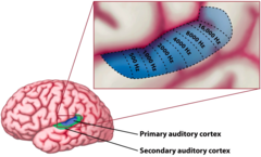 <p>The auditory neurons are arranged in an orderly manner</p><p>This organization is seen repeatedly in the auditory pathways </p><p>That is, tonotopic maps are present in the auditory system</p>