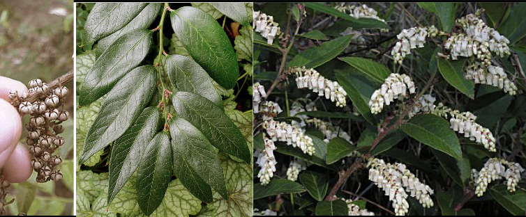 <p>Family:<br>Genus:<br>Species:<br>Common Name:</p>