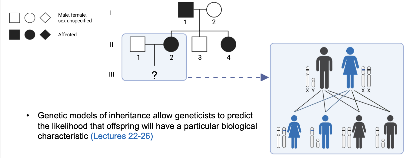<p>Father passing trait on only to daughters</p>