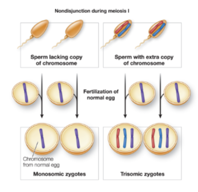 <ul><li><p>Trisomic zygotes: (2n+1) have an extra chromosome </p><ul><li><p>sperm lacking copy of a chromosome fused with an egg </p></li></ul></li><li><p>Monosomic zygote: (2n-1) missing a chromosome </p><ul><li><p>sperm with an extra copy of chromosome fused with an egg</p></li></ul></li></ul><p></p>