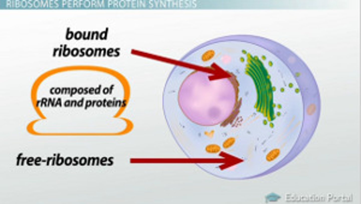 <p>Free in the cytoplasm of prokaryotic and eukaryotic cells and attached to rough ER in eukaryotes.</p>