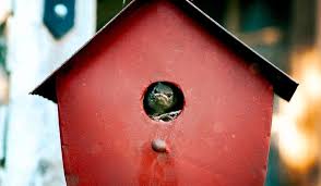 <p><strong>Ensconce </strong></p>