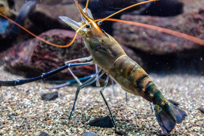 <p>shrimp</p>