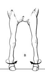 <p>What is this conformational fault and what can it lead to?</p>