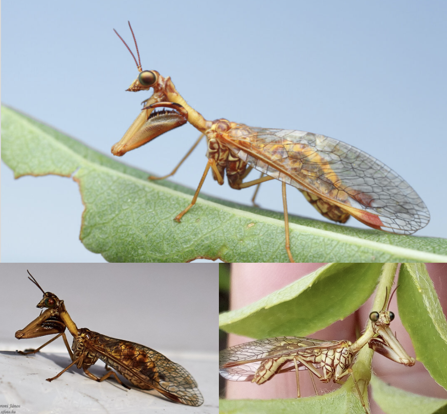 <p>Latin, magyar, védett?</p>