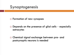 <p>Formation of new synapses</p>