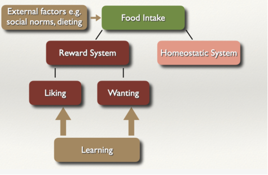 <p>e.g., social norms, dieting —> can shape food lntake/ </p>