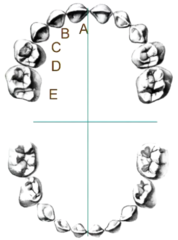 <p>- A: central incisor</p><p>- B: lateral incisor</p><p>- C: canine</p><p>- D: first molar</p><p>- E: second molar</p><p>- bracket indicates quadrant</p><p>- maxillary right canine is upper right bracket and C</p>