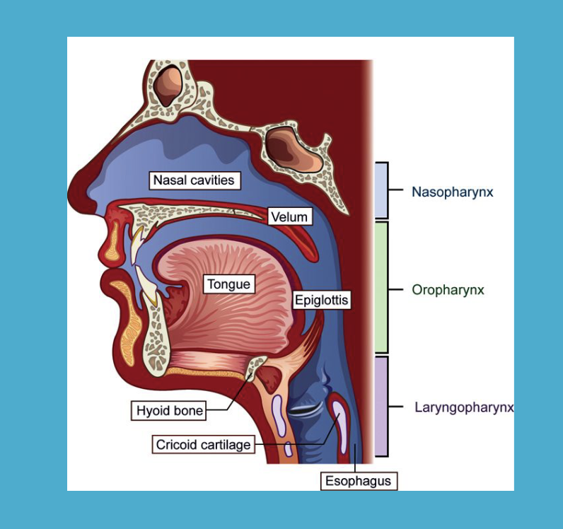 <p>TOP: <strong><u>Naso</u></strong>pharynx</p><p>MIDDLE: <strong><u>Oro</u></strong>pharynx</p><p>BOTTOM: <strong><u>Laryngo</u></strong>pharynx</p>