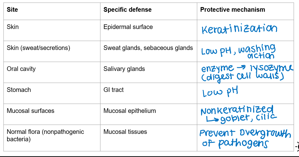 <ul><li><p>skin — epidermal surface — keratinization</p></li><li><p>skin (sweat/secretions) — sweat glands, sebaceous glands — low pH, washing action</p></li><li><p>oral cavity — salivary glands — enzyme → lysozyme (digest cell walls)</p></li><li><p>stomach — GI tract — low pH</p></li><li><p>mucosal surfaces — mucosal epithelium — nonkeratinized → goblet, cilia</p></li><li><p>normal flora (nonpathogenic bacteria) — mucosal tissues — prevent overgrowth of pathogens</p></li></ul><p></p>