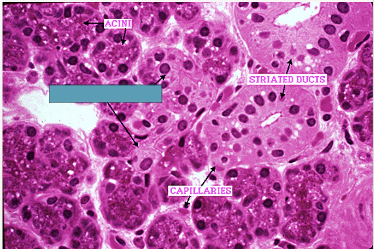 <p>Identify the structure</p>