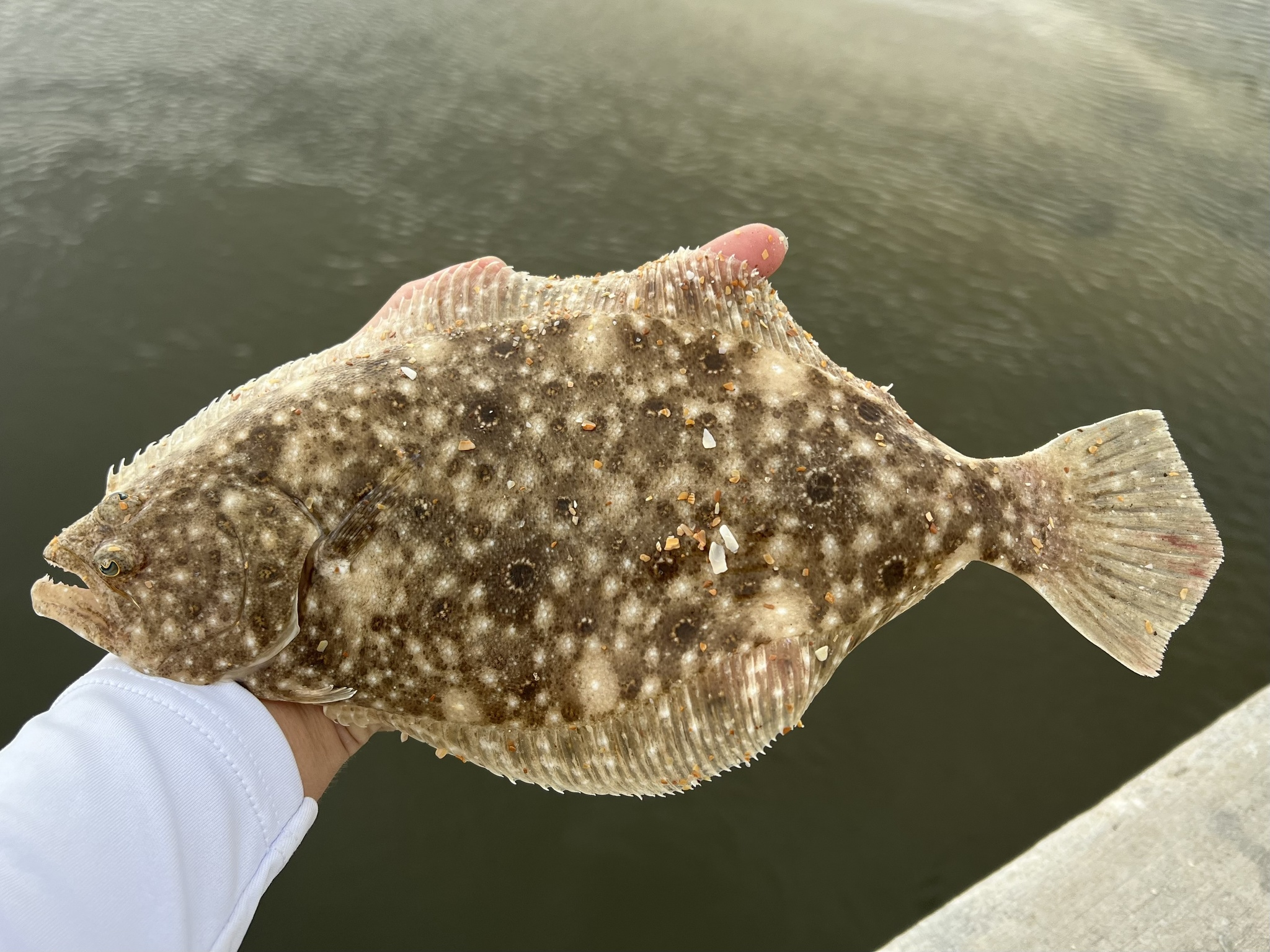<p><strong><em><u>large mouth, many large ocelli (spots), </u></em></strong><span style="background-color: transparent;"><strong><em><u>“Dice pattern” nearly exactly on caudal side lying on lateral, left-facing, convex tail</u></em></strong></span></p><p><br></p><ul><li><p><strong>General:</strong> Large left-eyed flounder with a wide mouth and distinctive eye-like spots on the dorsal side.</p></li><li><p><strong>Size:</strong> Avg. adult <strong>40–60 cm (16–24 in; 1.3–2.0 ft)</strong>, <strong>1–4 kg (2.2–8.8 lb)</strong>;</p><ul><li><p>large adults commonly reach (24–35 in; 2.0–3.0 ft) and (11–22 lb).</p></li></ul></li><li><p><strong>Key IDs:</strong></p><ul><li><p><strong>Both eyes on left side</strong> of body.</p></li><li><p><strong>Large mouth; </strong>upper jaw extends well <strong>posterior to lower eye</strong>.</p></li><li><p><strong>Prominent arch in lateral line</strong> above pectoral fin.</p></li><li><p>Brown dorsal side with <strong>5 distinct eye-like spots (ocelli)</strong>.</p></li><li><p>Elongated body compared to winter flounder.</p></li></ul></li><li><p><strong>Memory cue:</strong> <strong>Left eyes + big mouth + 5 eye-spots</strong></p></li></ul><p></p>