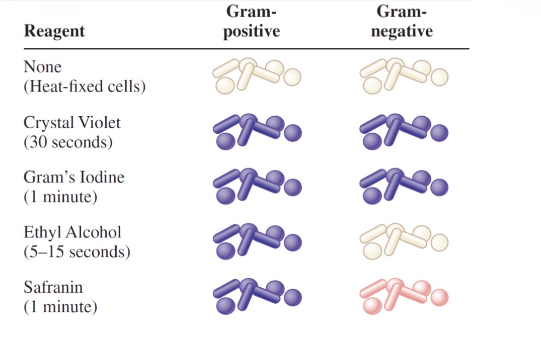<p>Gram stain results</p>