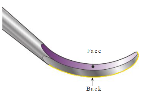 <p><strong>Face</strong></p><ul><li><p>Concave purple area</p></li></ul><p></p><p><strong>Back </strong></p><ul><li><p>Convex gold line </p></li></ul><p></p>