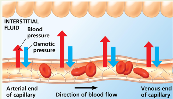 <p>Capillaries have no smooth muscle so blood flow is regulated with either </p><p>    Smooth muscle contraction in the arteriole </p><p>    Precapillary sphincters </p><p>Movement of fluids between capillaries and surrounding tissues is via </p><p>    Endocytosis and exocytosis of the endothelium </p><p>    Diffusion </p><p>    Via pores</p><p>Movement of fluid out of the capillaries is via blood pressure </p><p>Movement of fluid into the capillaries is via blood proteins</p><p></p>