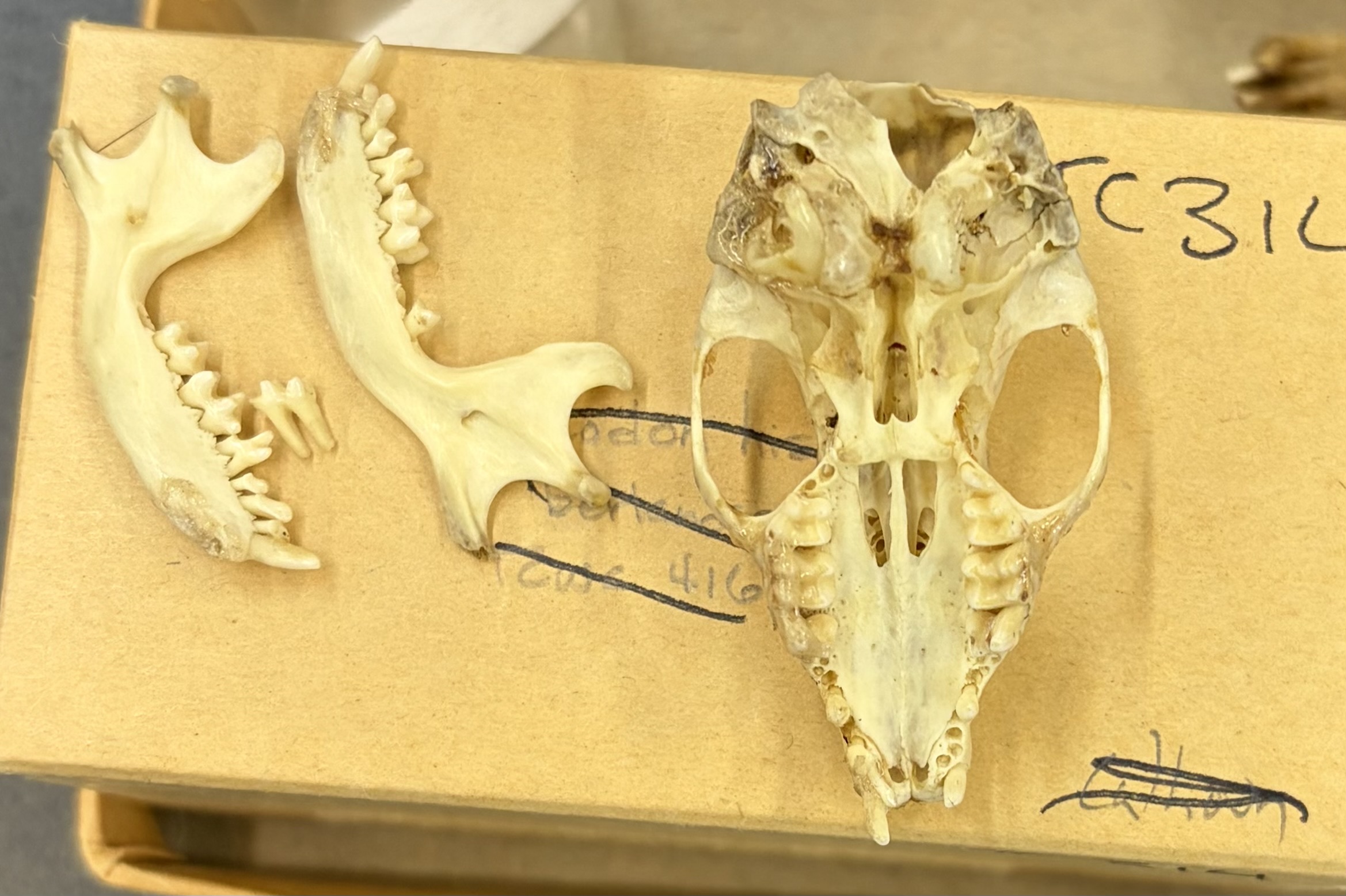 <ul><li><p>Eulipotyphla</p><ul><li><p>Erinaceidae</p><ul><li><p>Africa and Eurasia</p></li><li><p>Omnivore</p></li></ul></li></ul></li></ul><p></p>