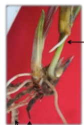 <p>phenotypic plasticity of roots</p>