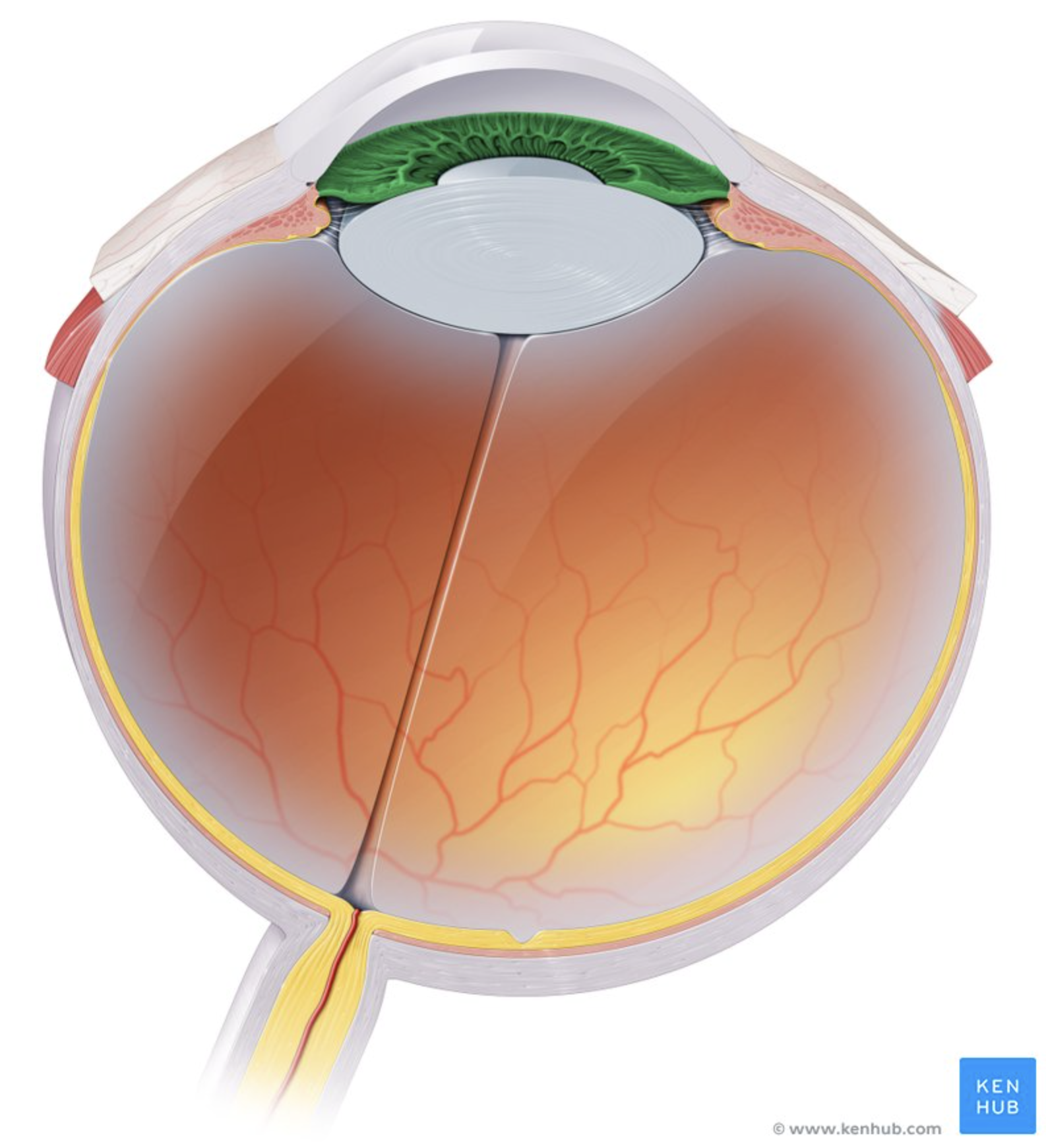 <p>Colored part of the eye.</p><p>Controls pupil size.</p><p>(VASCULAR TUNIC)</p>