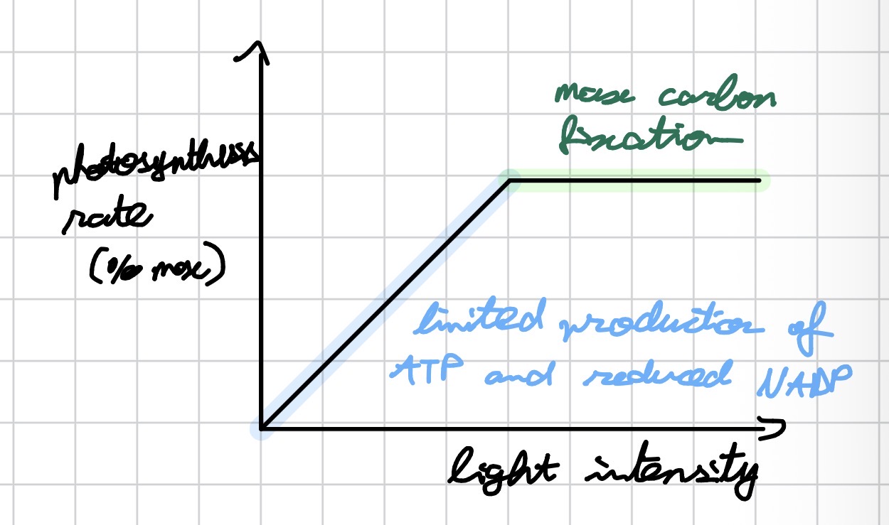 <p>• At low light intensity: limited production of ATP and reduced NADP → carbon fixation is slow</p><p>• As light intensity increases: rate of photosynthesis increases proportionally</p><p>• At high light intensity: carbon fixation reaches a maximum / plateau — further increases in light don't raise the rate (another factor becomes limiting, e.g. CO₂)</p>