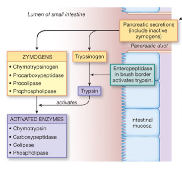 <p>Activation of pancreatic enzymes</p>