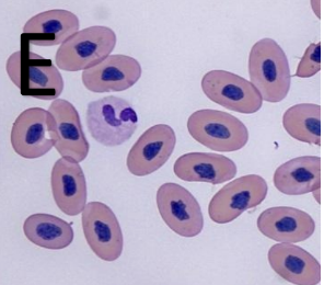 <p>What type of cell is this?</p>