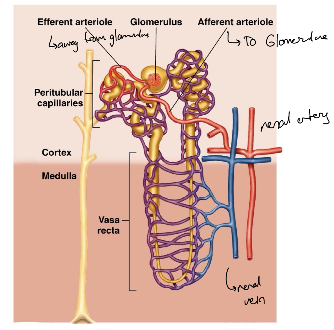 <p>Afferent arteriole from the renal vein goes to the glomerulus which is covered by bowman capsule, which is part of the renal tubule covering a knot of blood vessels.</p><p>Then the efferent arteriole leaves from the glomerulus and surrounds the renal tubule to be present for reabsorption of nutrients and further secretion of waste.</p><p>One arterioles around one nephron, so that blood gets filtered through all of those nephrons specifically, to get the best filtration, more focused filtration.</p><p>Material exchange occurs at glomerulus and things get absorbed back into the blood or waste is secreted from blood into renal tubule, through proximal and distal tubule.</p>