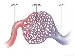 <p>Thin-walled, microscopic blood vessels where oxygen/carbon dioxide and nutrient/waste exchange with cells takes place</p>
