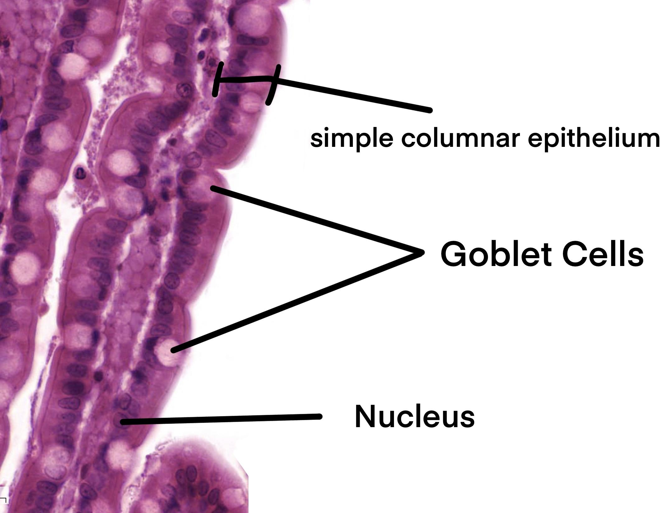 <p>A single secretory cell that occurs in epithelia containing scattered gland cells, such as a goblet cell.</p>