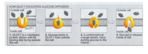 <ul><li><p>Similar to simple diffusion in the sense that;</p><ul><li><p>It does not require energy and</p></li><li><p>transport down a concentration gradient</p></li></ul></li><li><p>Two groups integral membrane proteins involved:</p><ul><li><p>carrier proteins (hexose/glucose transporters)</p></li><li><p>Ion channels (Cl<sup>-</sup>, Na<sup>+</sup>)</p></li></ul></li><li><p>e.g. flavonoid-glycosides can be absorbed via the glucose transporters in the small intestine</p></li></ul><p></p>