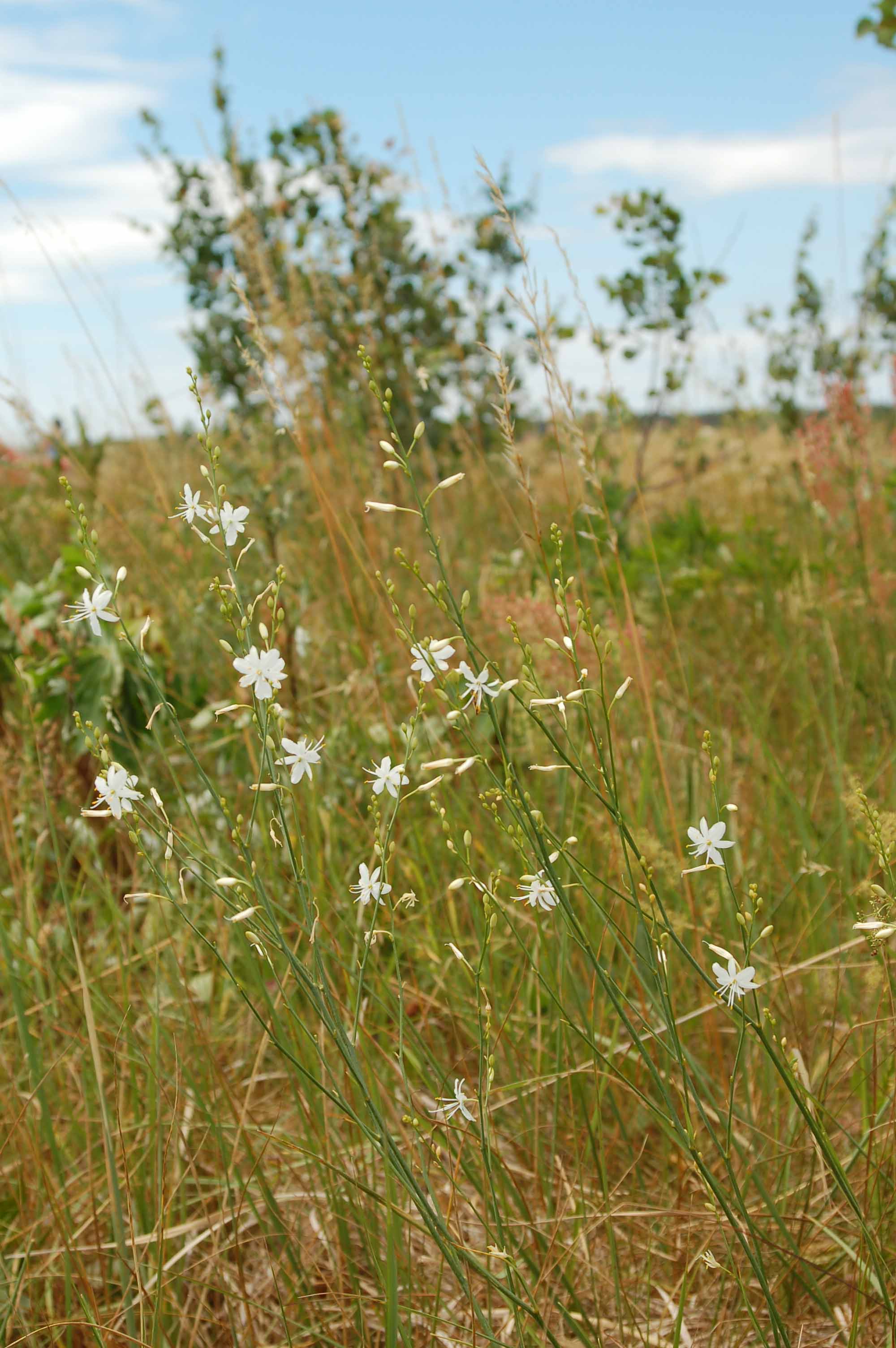 <p><span style="background-color: rgba(0, 0, 0, 0); line-height: 27px;">Klasa <strong>TRIFOLIO-GERANIETEA </strong></span>związek <strong>Ciepłolubne okrajki</strong></p>