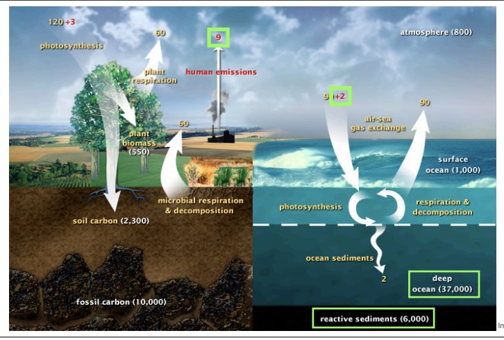 <p>carbon dioxide, moving that carbon from long term storage below the ground in coal, oil, natural gas, putting it in the atmosphere.</p>
