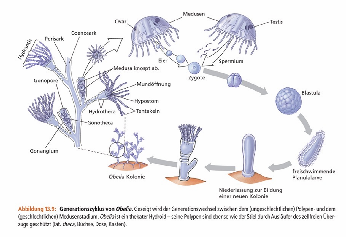 <ul><li><p><span>Polypen meist koloniebildend -> Knospung</span></p></li><li><p><span>Medusen oft zu sessilen Gonophoren reduziert</span></p></li></ul><p></p>