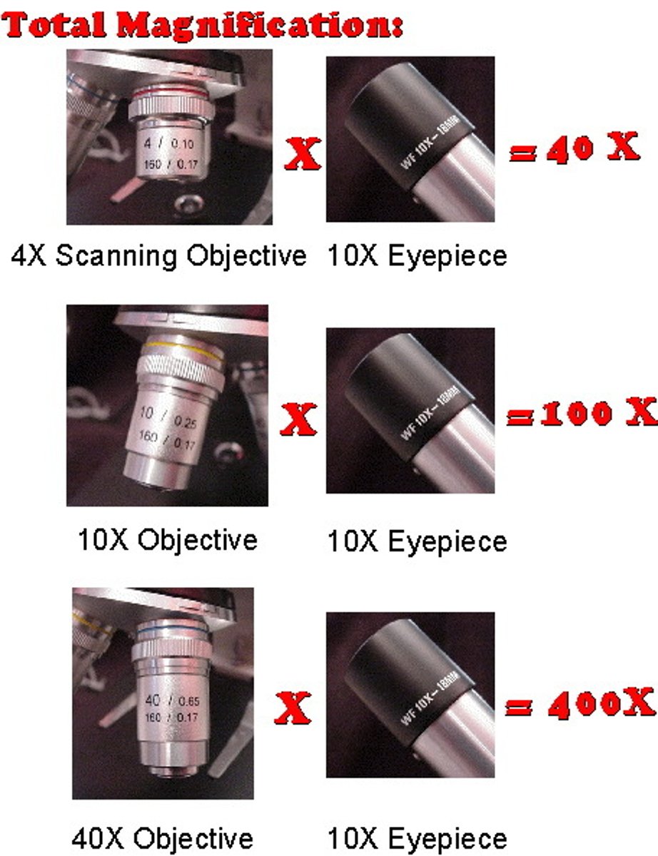 <p>the increase of an object's apparent size by using lenses or mirrors</p>