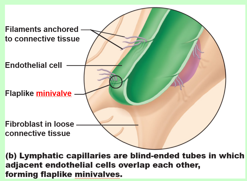 <ul><li><p>more permeable (to take up cell debris, pathogens, cancer cells)</p></li><li><p>have one-way minivalves</p></li><li><p>absent from bone, teeth, bone marrow, and CNS</p></li></ul><p></p>
