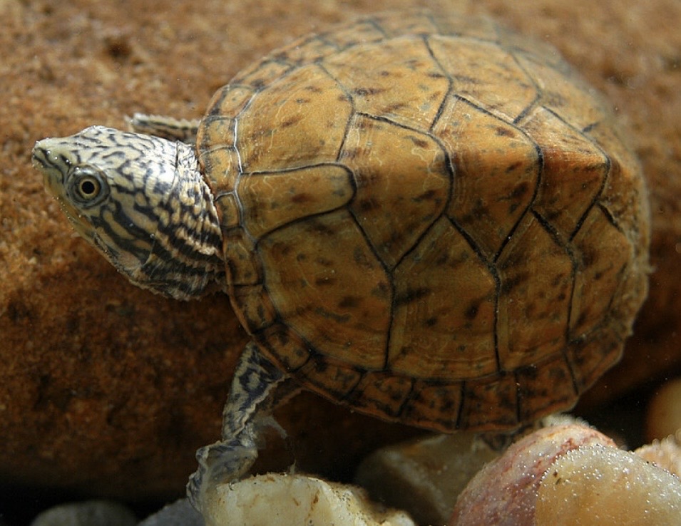 <p>Yellow broken stripes on head</p><p>Orangish plastron</p>